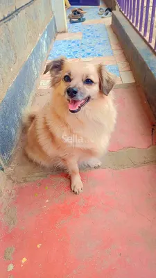 Japanese spitz 