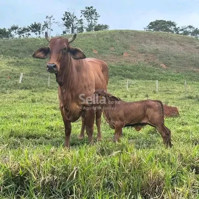 Boran breeds 