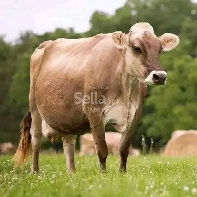 Jersey 