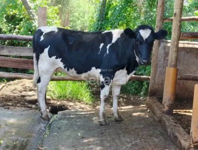 5mnths incalf pedigree freshian heifer 🔥🔥🔥🥛💯✅🙏. If interested call&whatsapp 0757782377