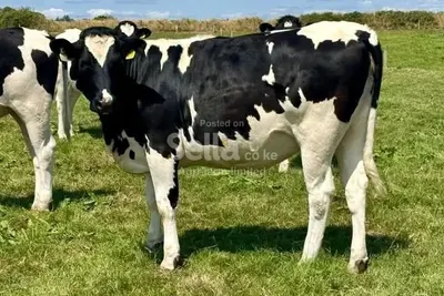 HEIFERS 